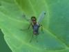Sepsis sp.